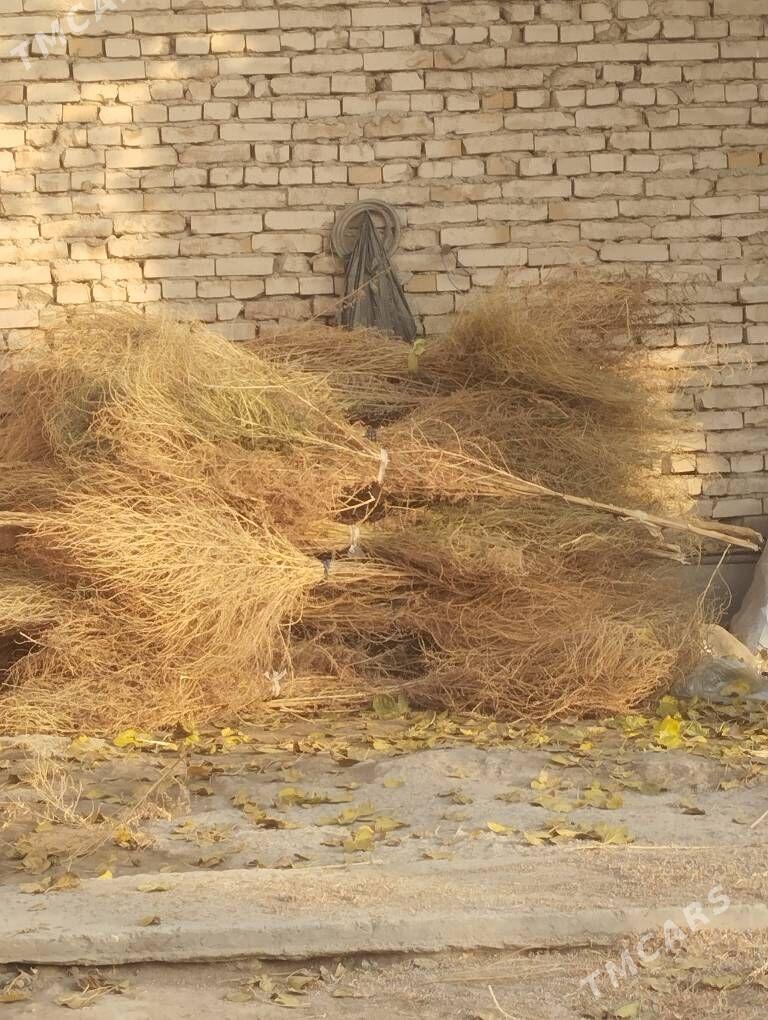 Süpürgeler - Чарджоу - img 5