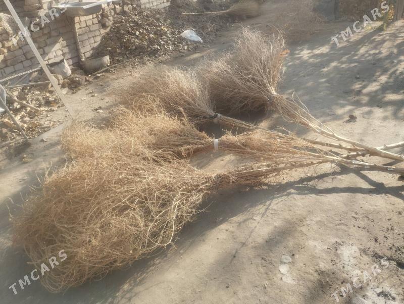 Süpürgeler - Чарджоу - img 4