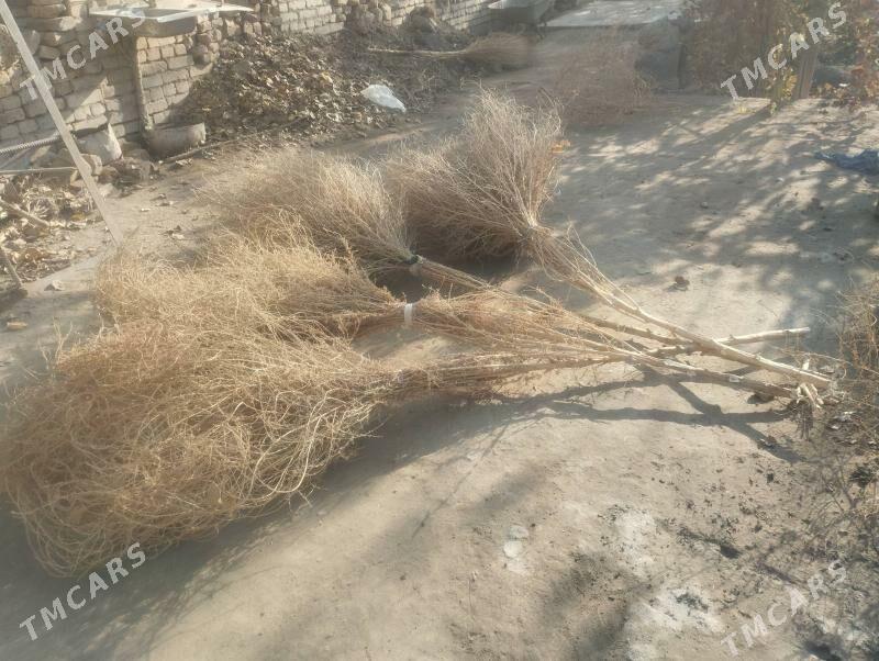 Süpürgeler - Чарджоу - img 3