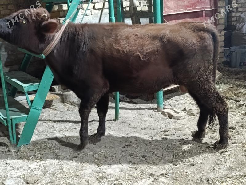 5 SANY okuz - Türkmenabat - img 10