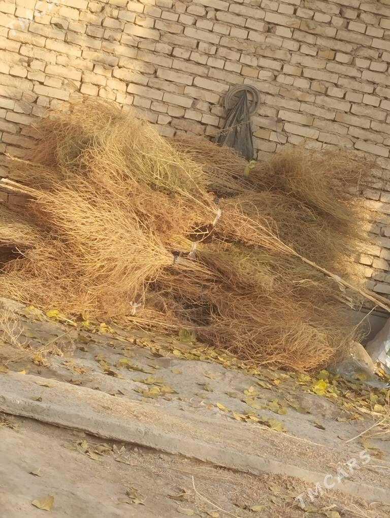 Süpürgeler - Чарджоу - img 2