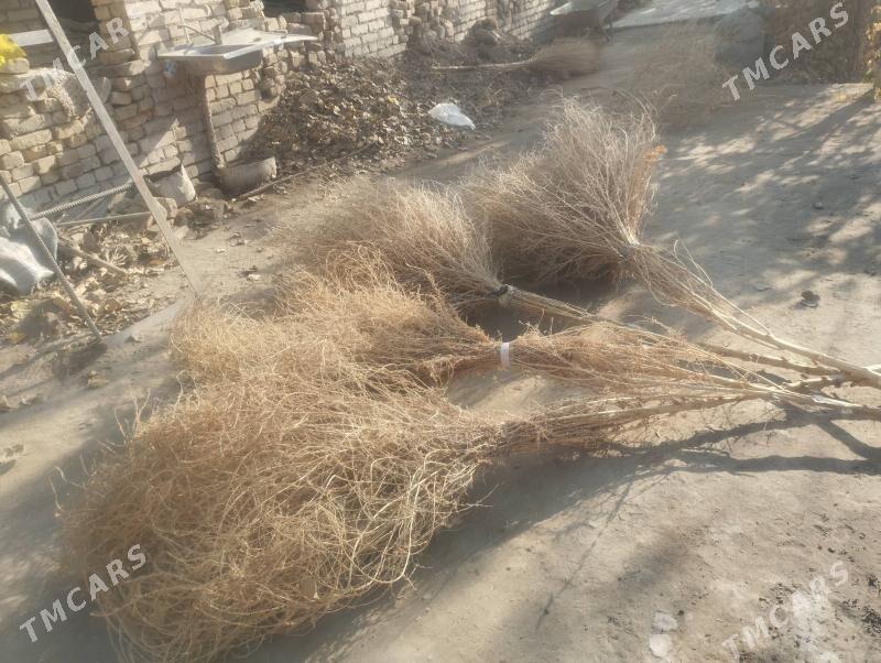 Süpürgeler - Чарджоу - img 6