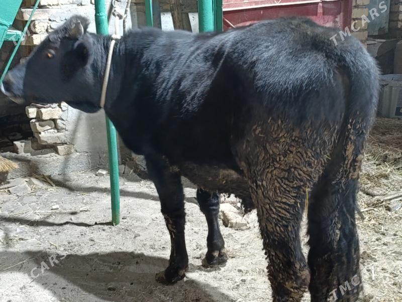 5 SANY okuz - Türkmenabat - img 3