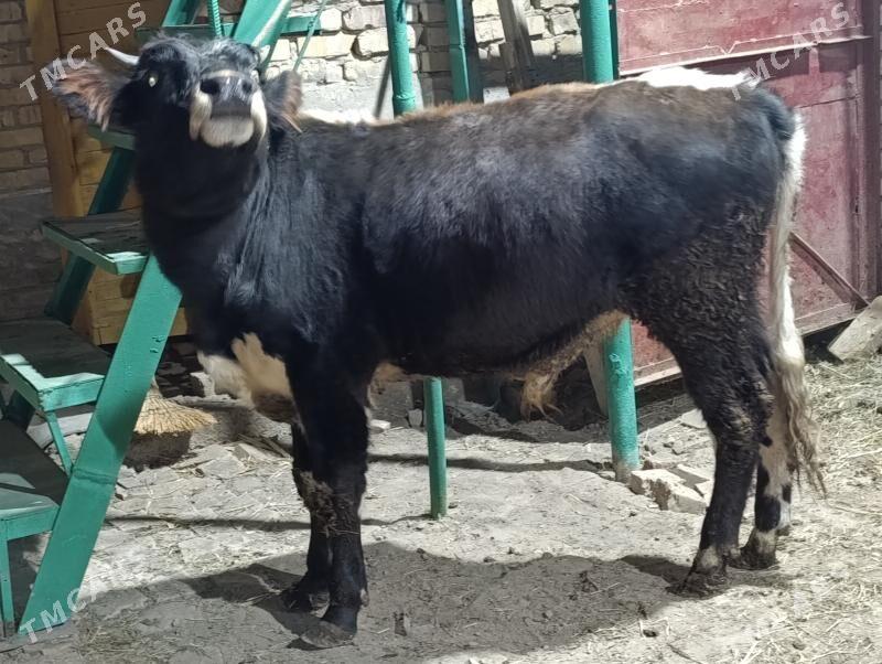 5 SANY okuz - Türkmenabat - img 8