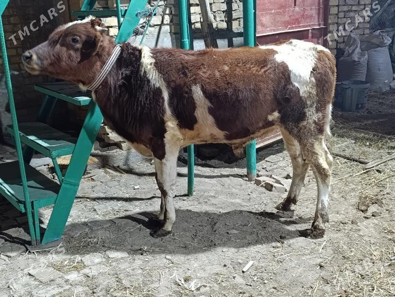 5 SANY okuz - Türkmenabat - img 5