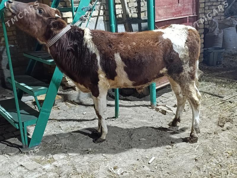 5 SANY okuz - Türkmenabat - img 6