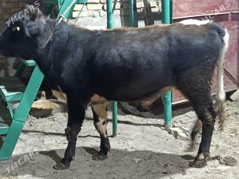 5 SANY okuz - Türkmenabat - img 7