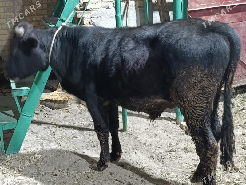 5 SANY okuz - Türkmenabat - img 4