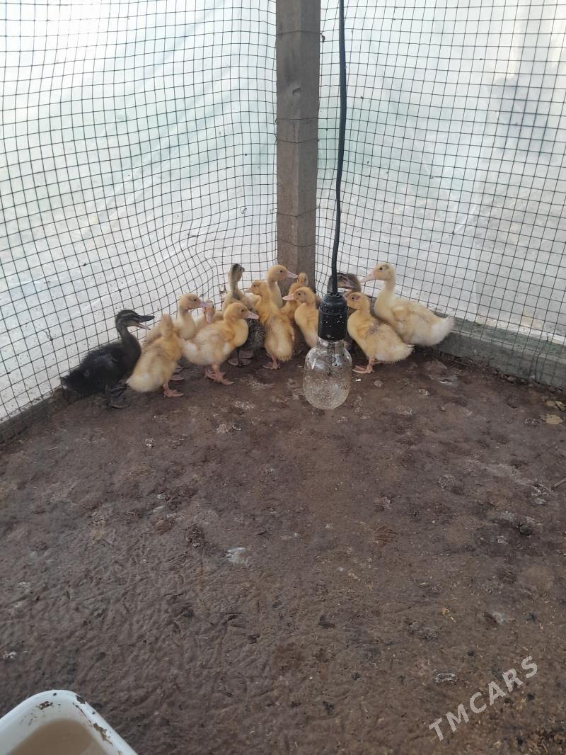 ördek - Änew - img 3