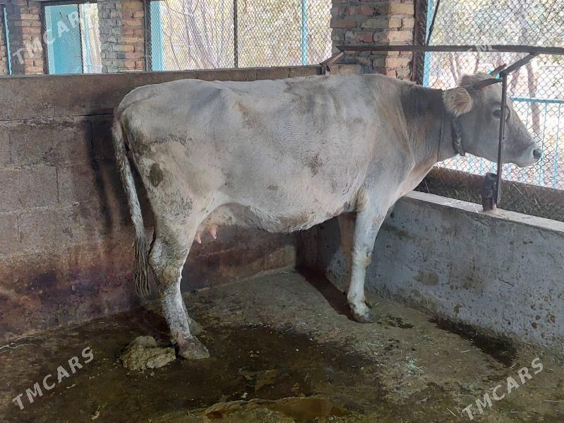 Bogaz sygyr obmen - Bäherden - img 2