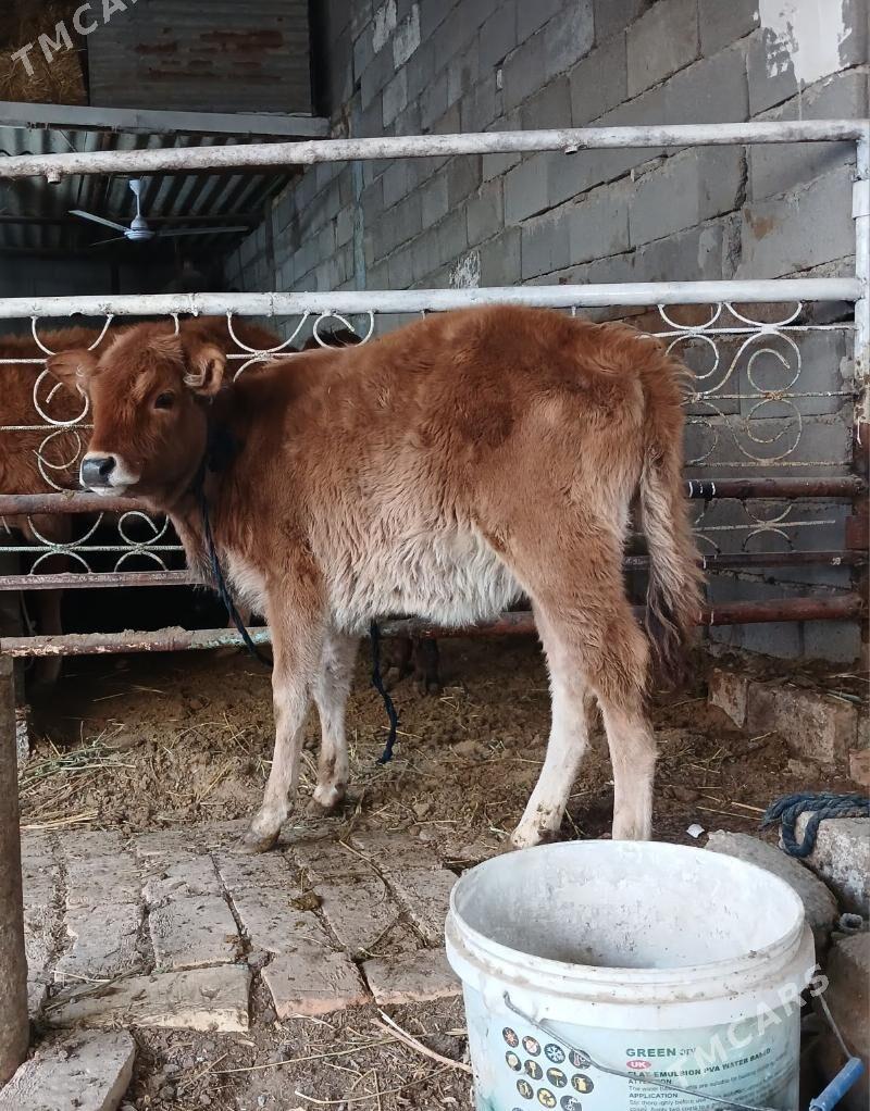 GÕLE - Büzmeýin - img 2