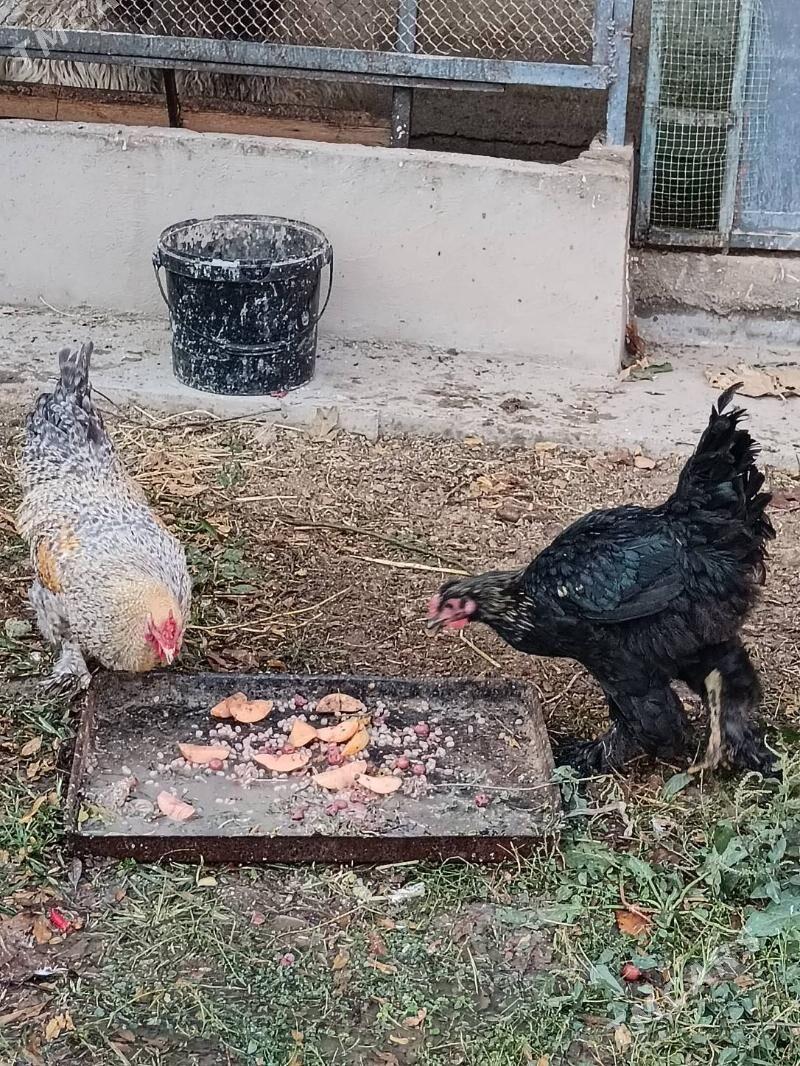 Horazlar Brama, Dominat origin - Bagyr - img 2