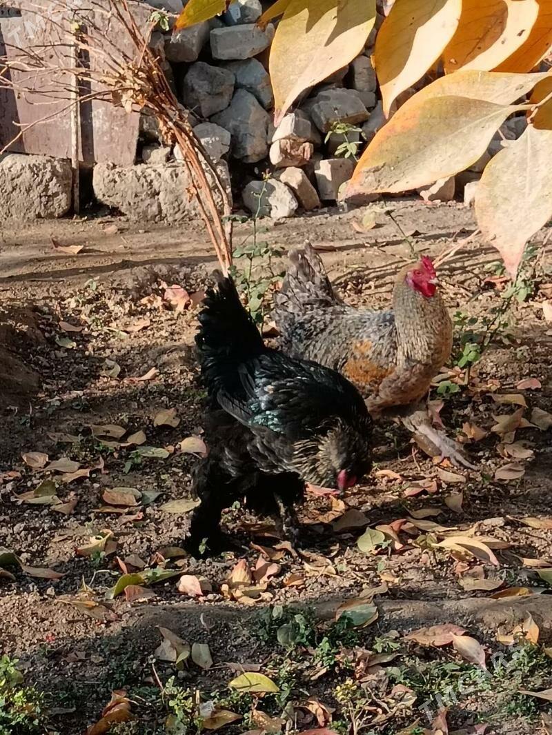 Horazlar Brama, Dominat origin - Bagyr - img 4