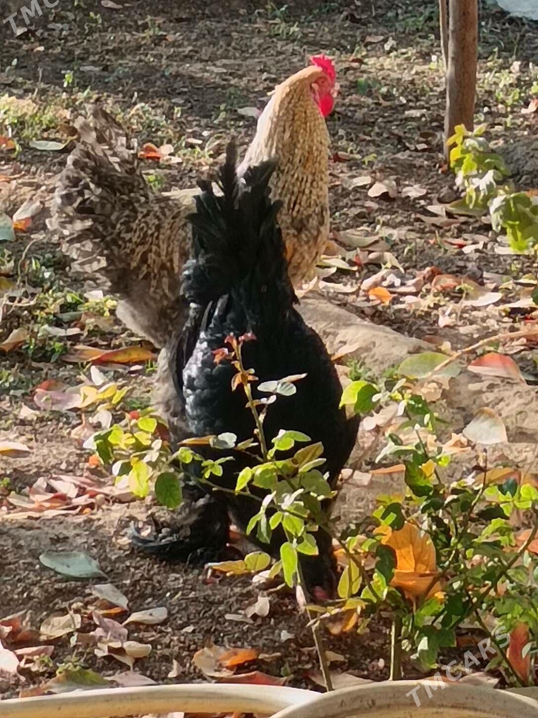 Horazlar Brama, Dominat origin - Bagyr - img 3