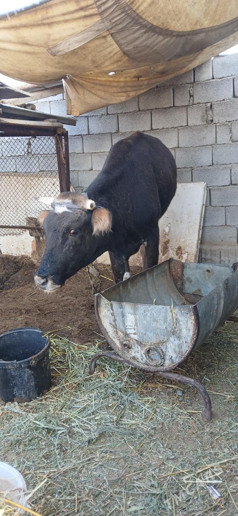 goleli sygyr - Gökdepe - img 3