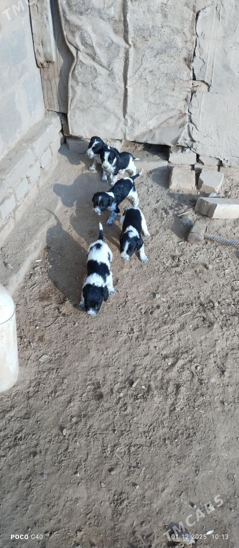 spanel gujikler - Şabat etr. - img 2