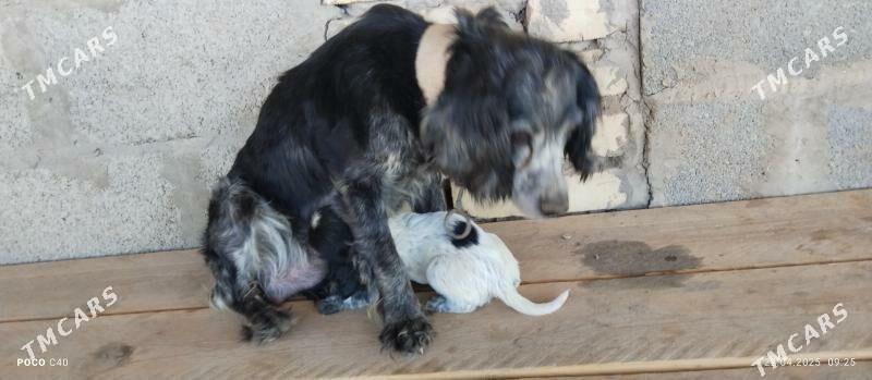 spanel gujikler - Şabat etr. - img 3