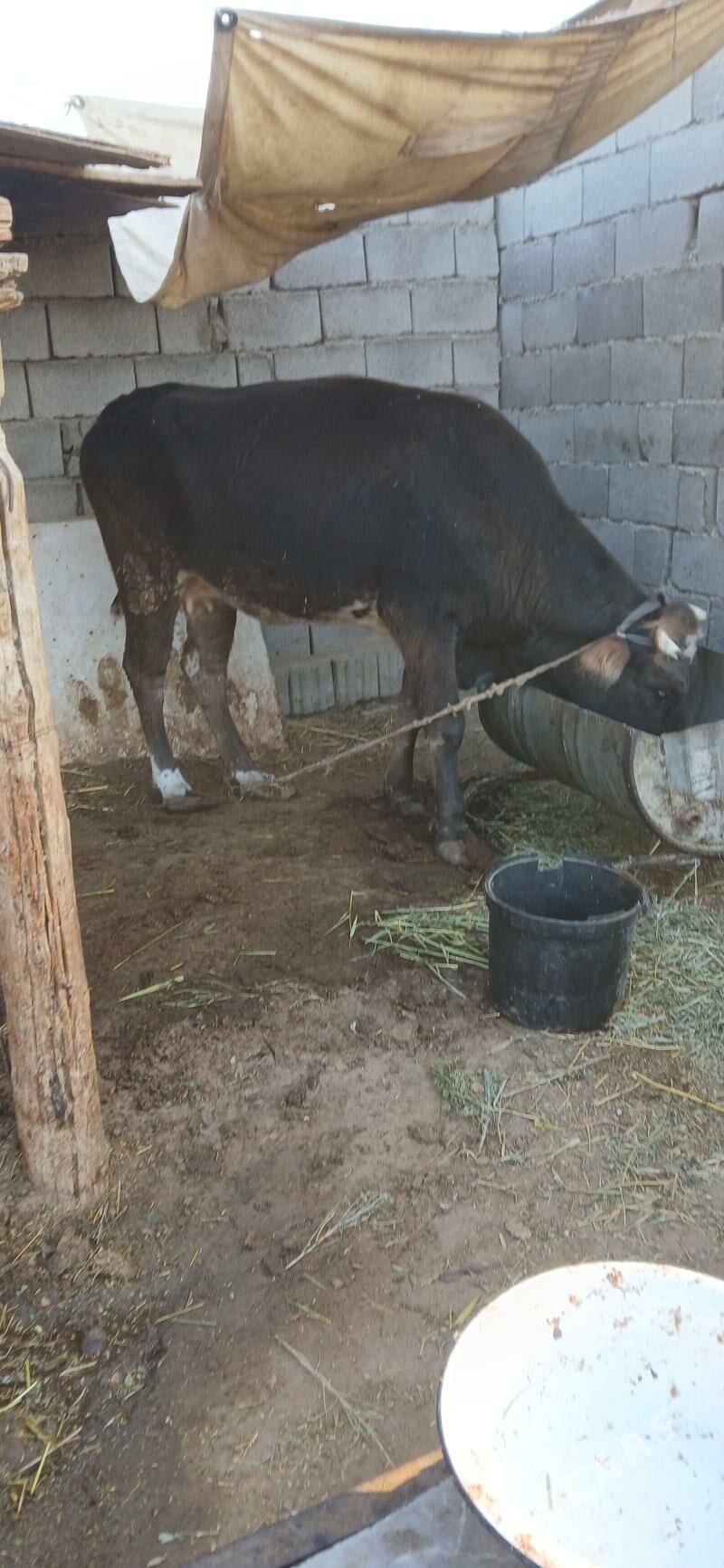 goleli sygyr - Gökdepe - img 2