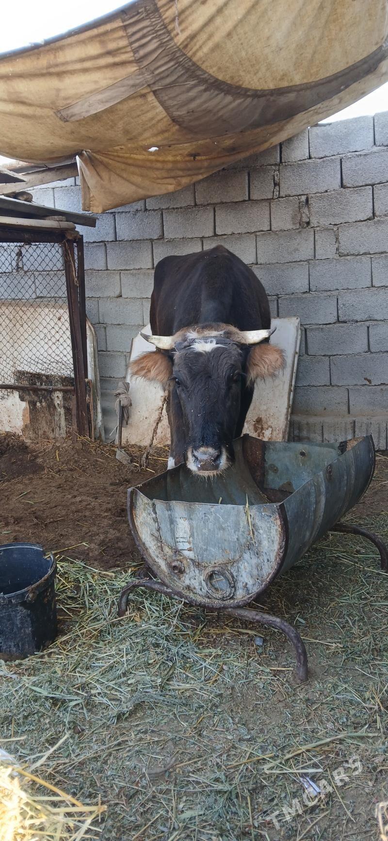 goleli sygyr - Gökdepe - img 4