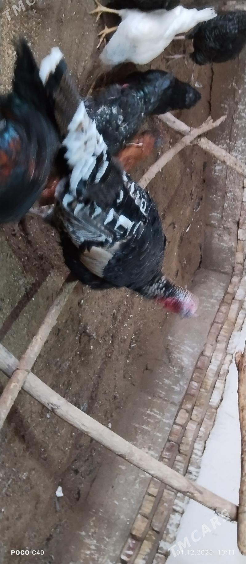 horaz induk - Шабатский этрап - img 2