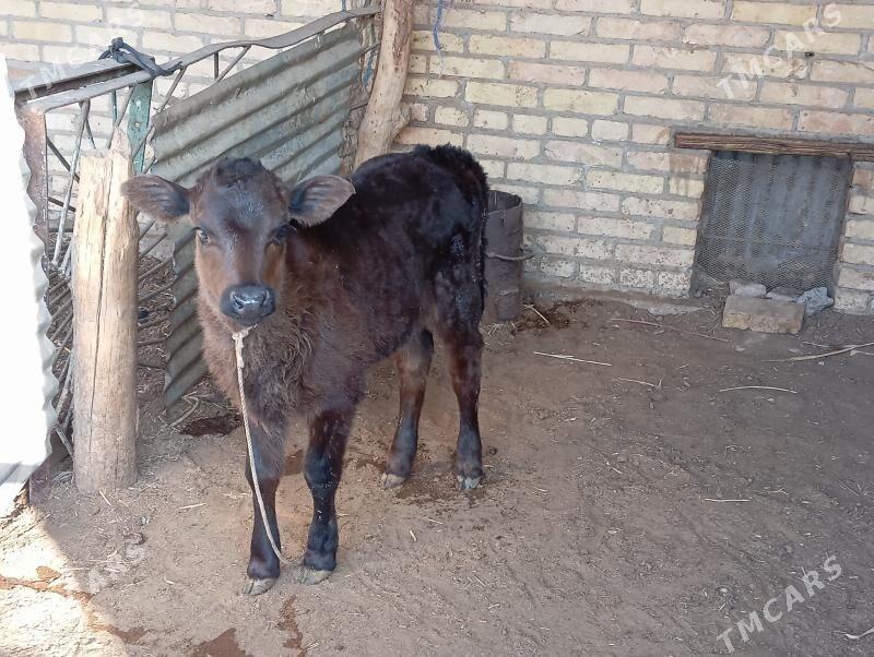 saglyk sygyr - Чарджоу - img 2