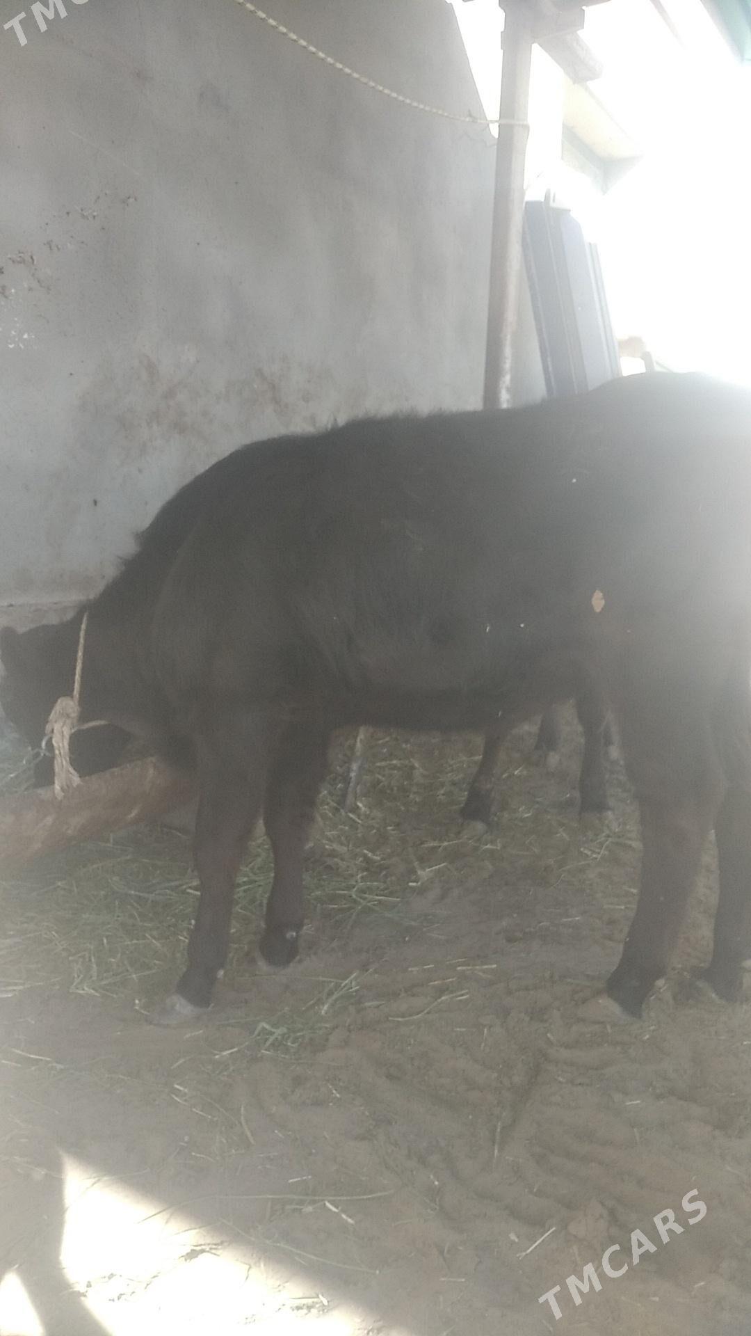 tuwe 2sany - Arkadag - img 4