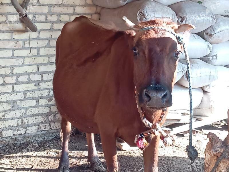 saglyk sygyr - Чарджоу - img 6