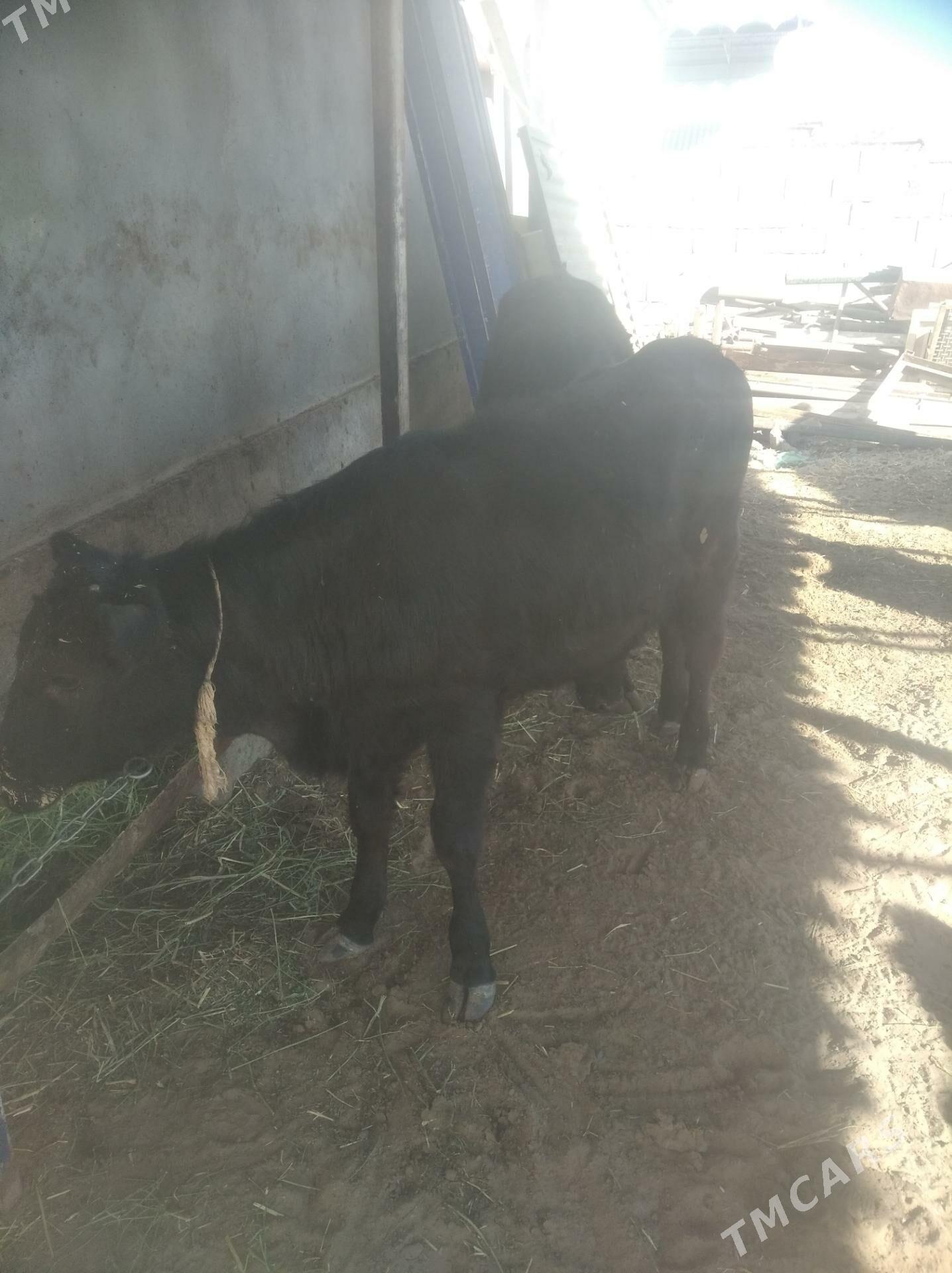 tuwe 2sany - Arkadag - img 3