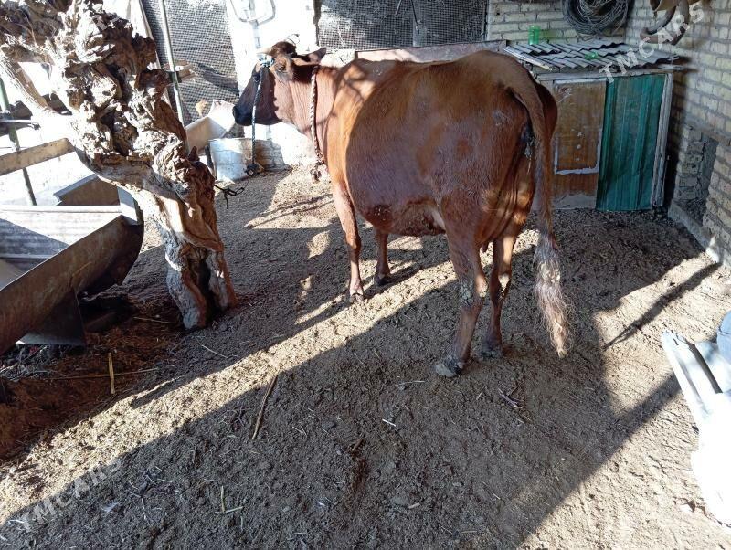 saglyk sygyr - Чарджоу - img 5