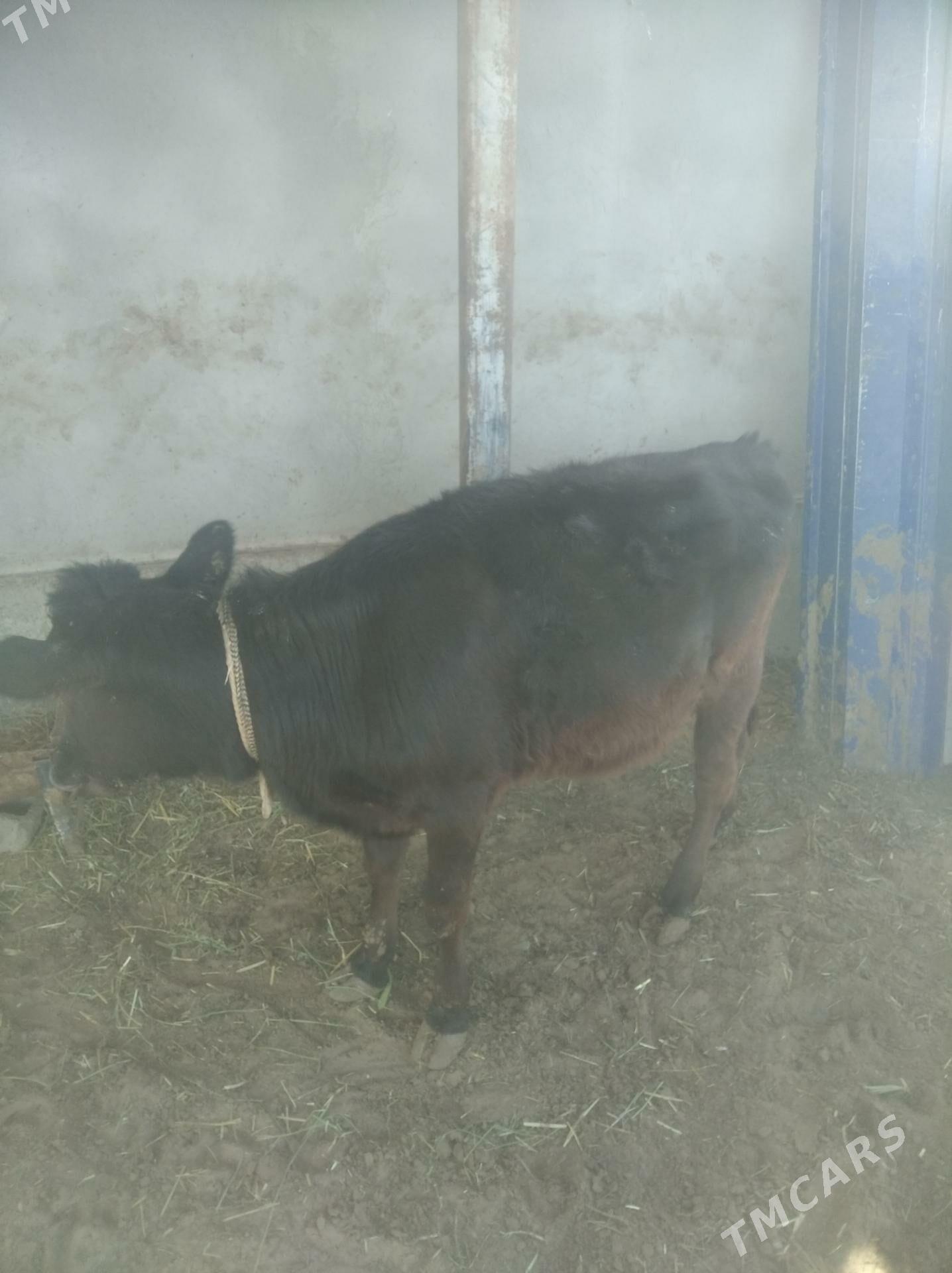 tuwe 2sany - Arkadag - img 2