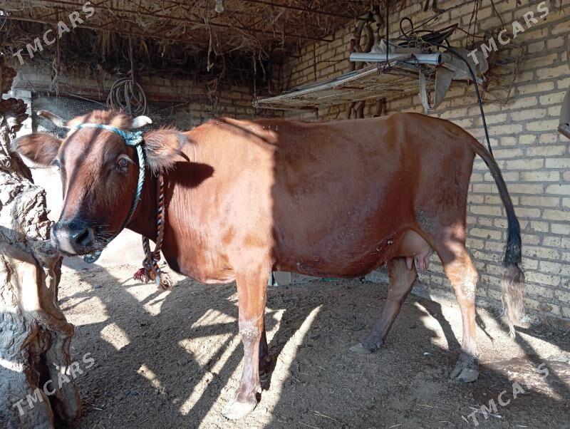 saglyk sygyr - Чарджоу - img 4