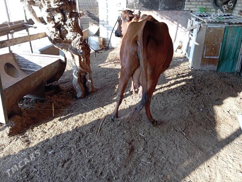 saglyk sygyr - Чарджоу - img 3