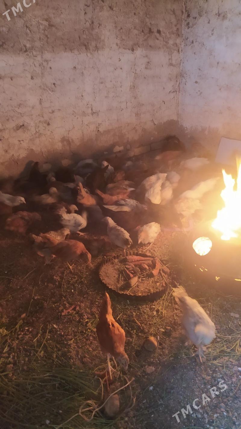 Jûje - Теджен - img 2