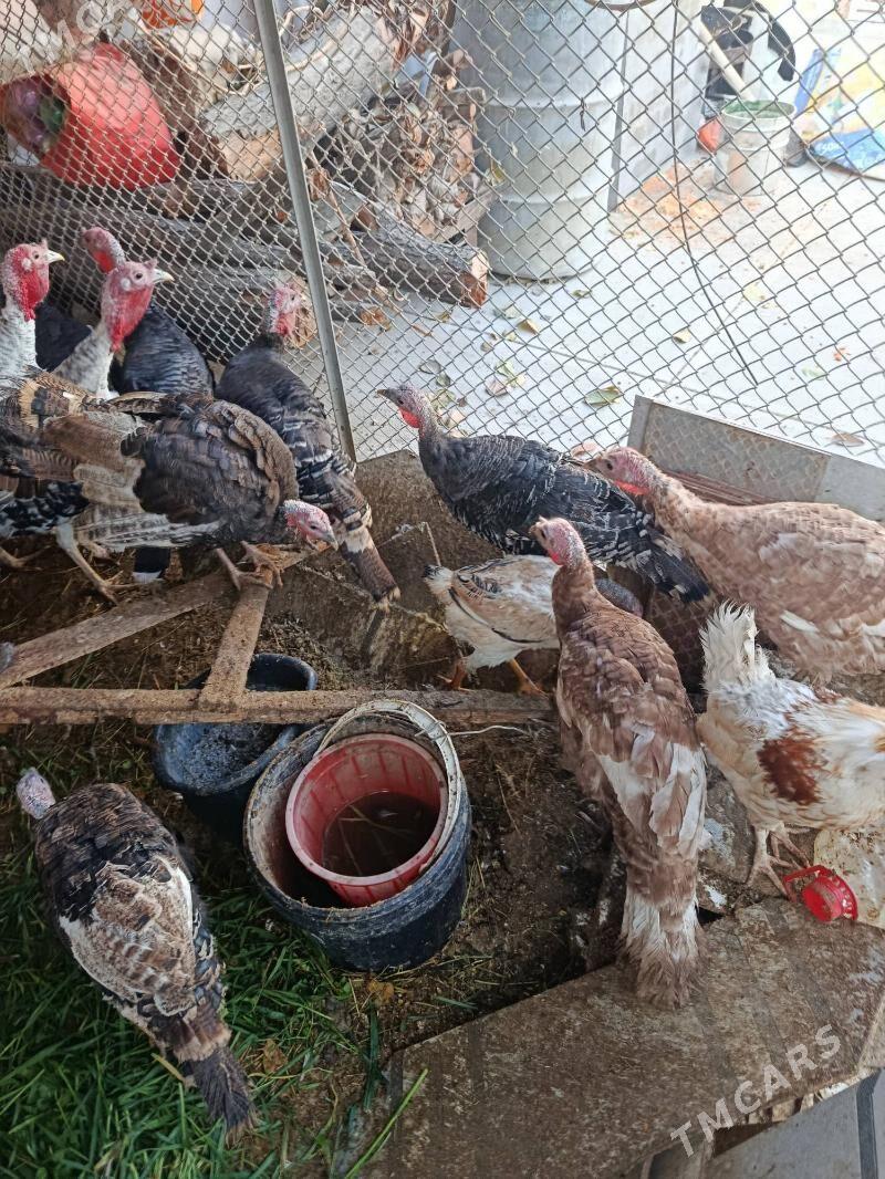 induk horaz - Gagarin köç, köne Howa menzili - img 2