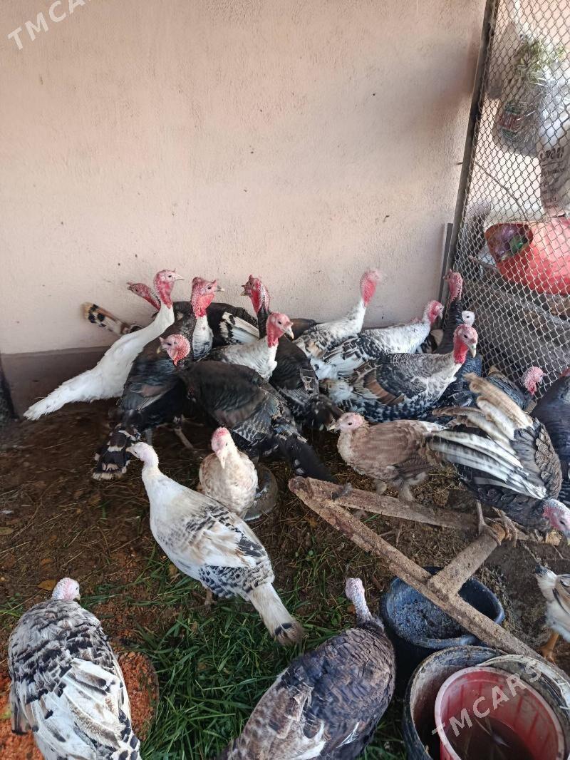 induk horaz - Gagarin köç, köne Howa menzili - img 3