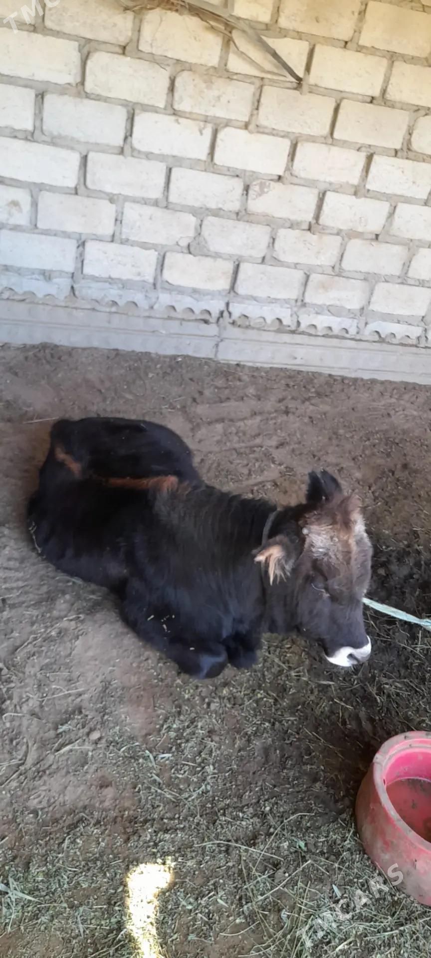 Öküzçe 1 ýaş - Эсенгулы - img 2