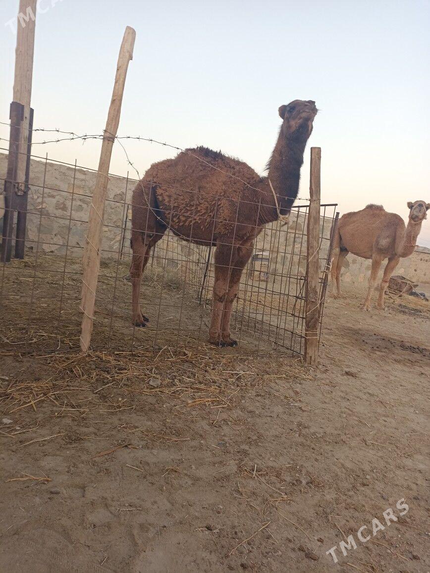 Torumly duye - Берекет - img 3