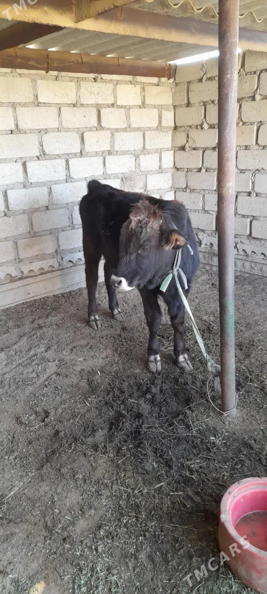 Öküzçe 1 ýaş - Эсенгулы - img 4