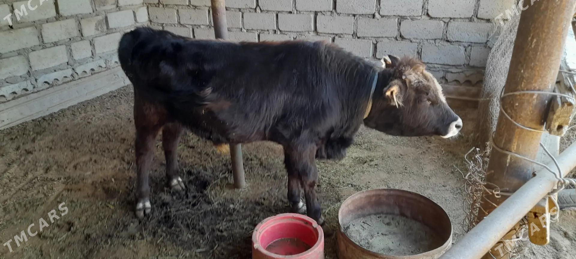 Öküzçe 1 ýaş - Эсенгулы - img 5