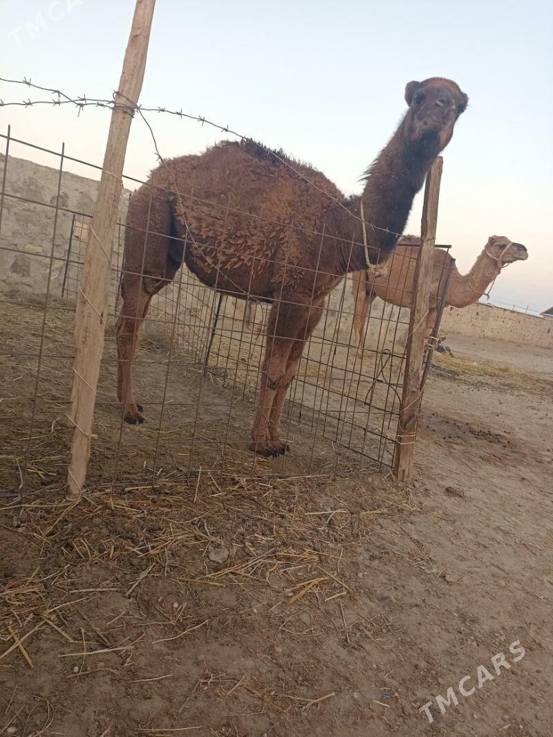 Torumly duye - Берекет - img 2