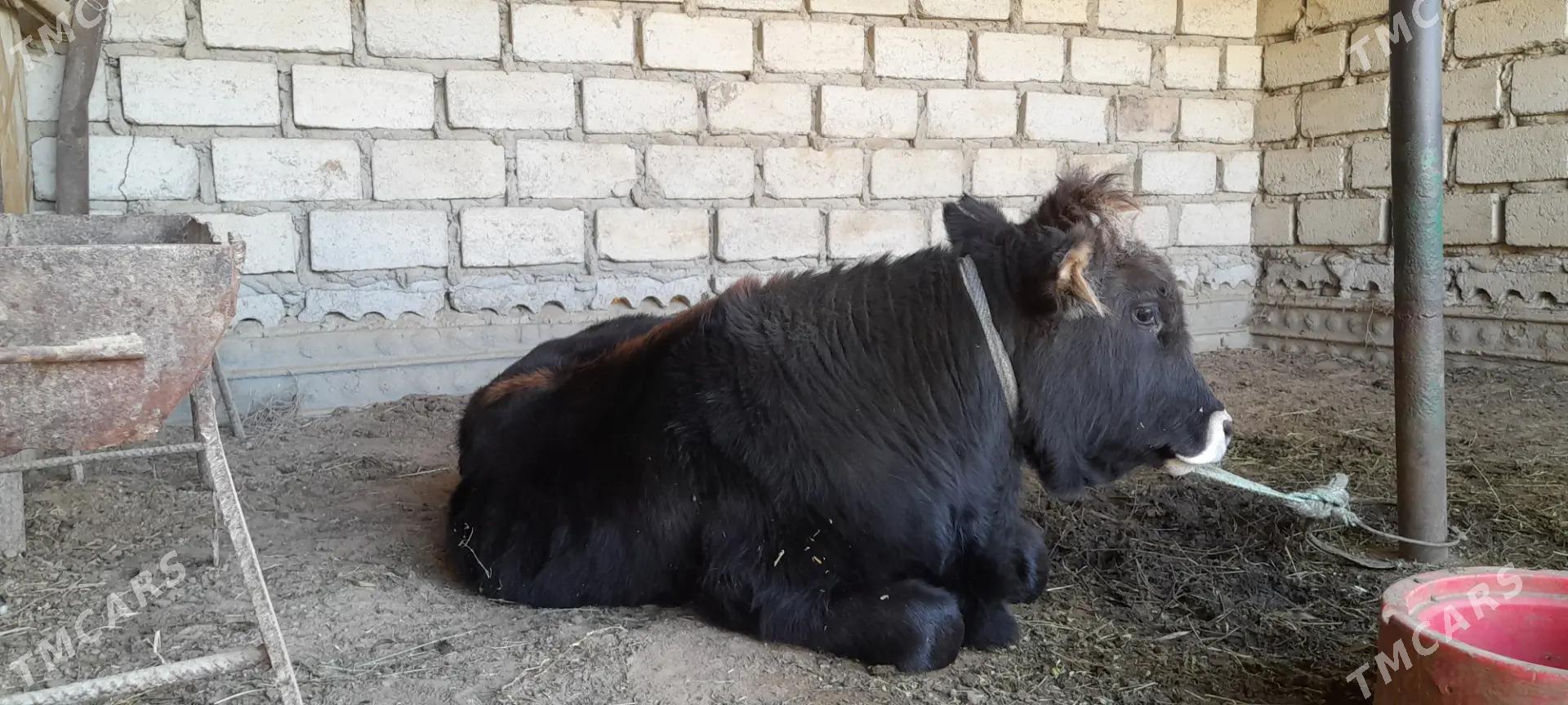 Öküzçe 1 ýaş - Эсенгулы - img 3