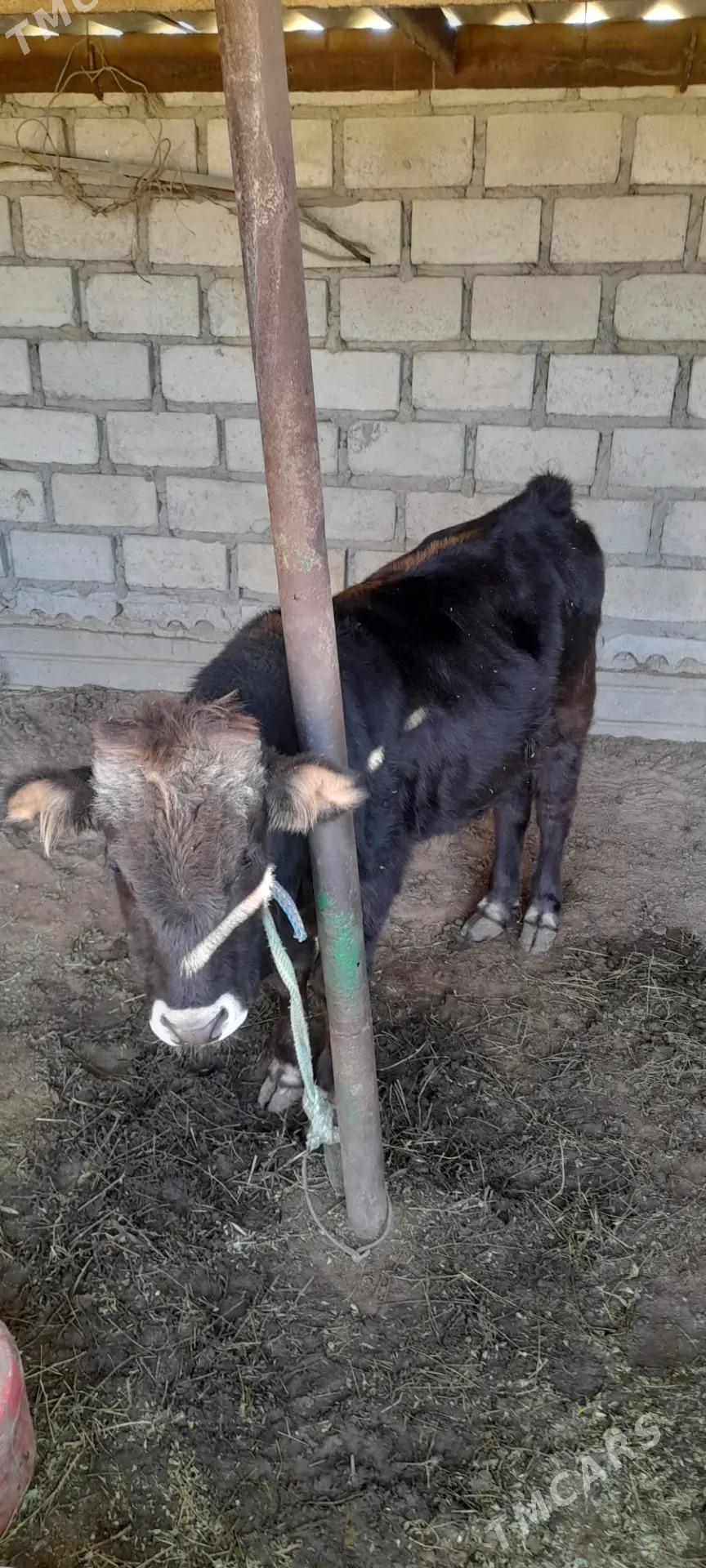 Öküzçe 1 ýaş - Эсенгулы - img 1