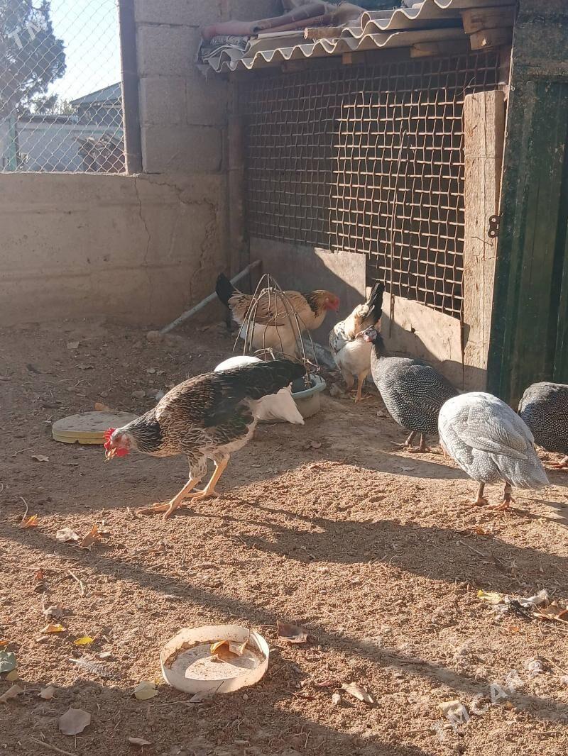 armýan towuk sizarka - Jebel - img 4