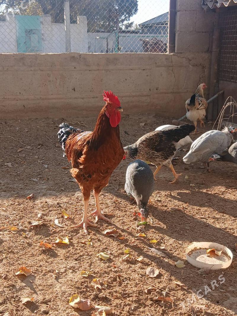 armýan towuk sizarka - Jebel - img 2