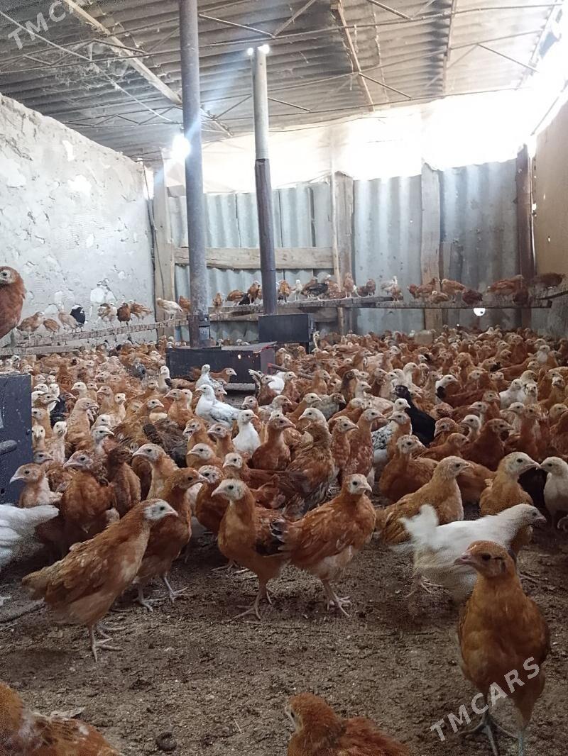 towuk juje - Бахарден - img 2