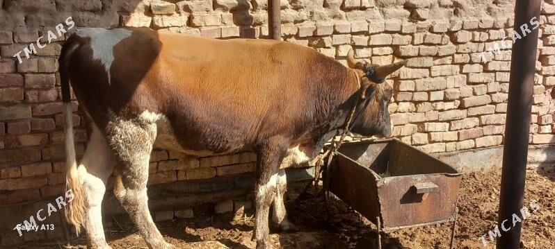 okuz - Теджен - img 2