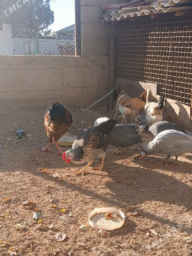 armýan towuk sizarka - Jebel - img 3