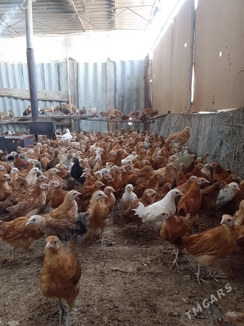 towuk juje - Бахарден - img 3