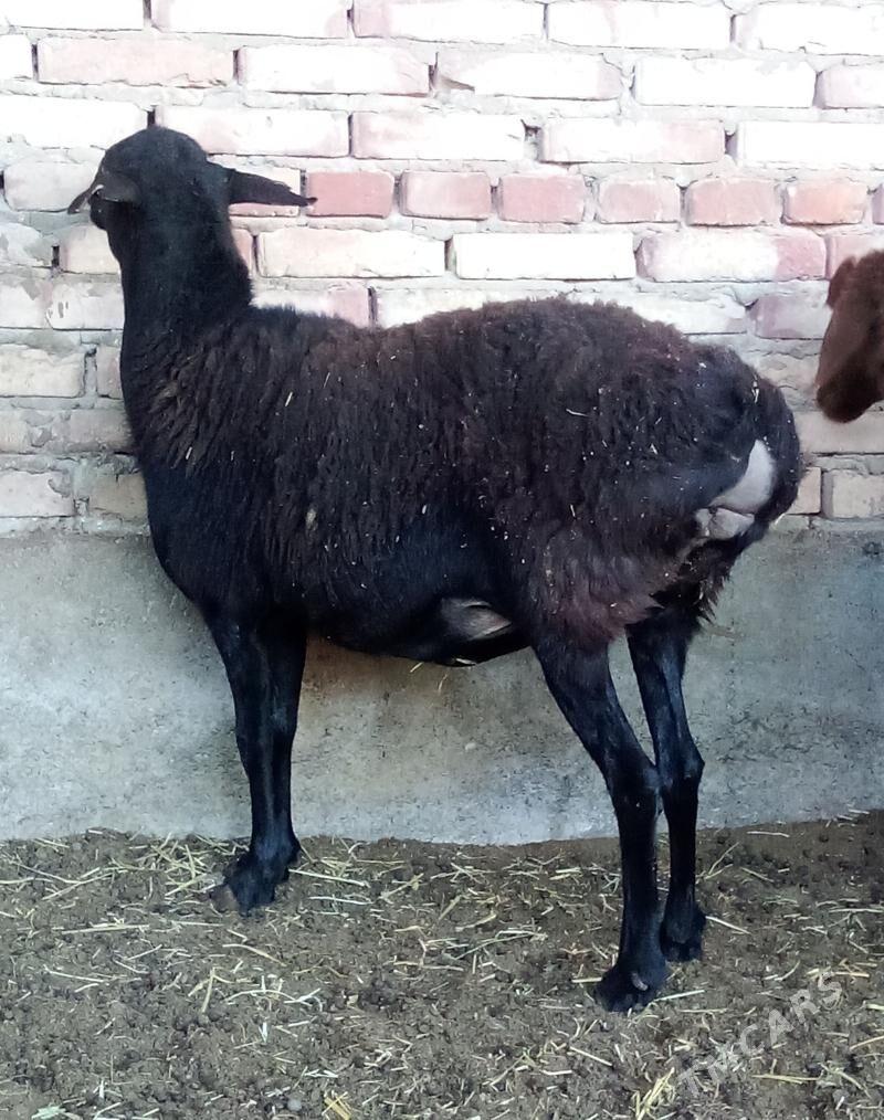 Gissar Goýunlar Semiz Bakyda - Gökdepe - img 8