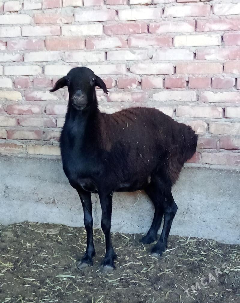 Gissar Goýunlar Semiz Bakyda - Gökdepe - img 5